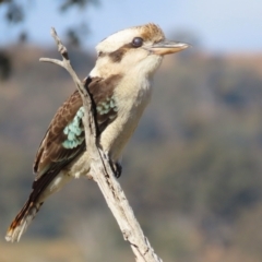 Dacelo novaeguineae at Tharwa, ACT - 29 Jul 2024