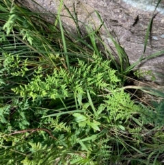 Cheilanthes sieberi subsp. sieberi (Mulga Rock Fern) at Fraser, ACT - 28 Jul 2024 by Rosie