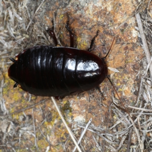 Platyzosteria similis at Hackett, ACT - 30 Jul 2024