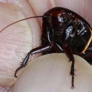 Platyzosteria similis at Hackett, ACT - 30 Jul 2024