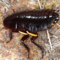 Platyzosteria similis at Hackett, ACT - 30 Jul 2024