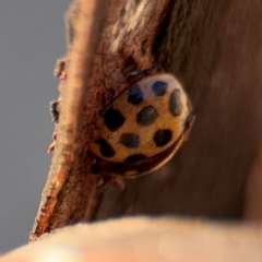 Harmonia conformis (Common Spotted Ladybird) at Lismore, NSW - 30 Jul 2024 by Hejor1