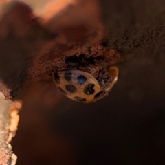 Harmonia conformis at Lismore, NSW - 30 Jul 2024 04:38 PM