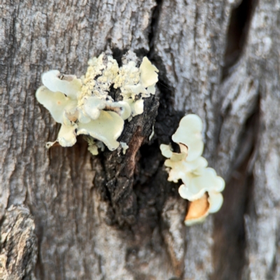 Flavoparmelia sp. at Lismore, NSW - 30 Jul 2024 by Hejor1