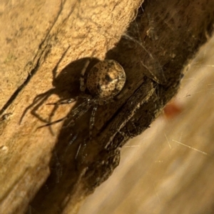 Cryptachaea gigantipes at Lismore, NSW - 30 Jul 2024 04:27 PM