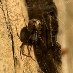 Cryptachaea gigantipes at Lismore, NSW - 30 Jul 2024 04:27 PM