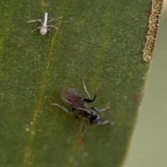 Formicidae (family) (Unidentified ant) at Lismore, NSW - 30 Jul 2024 by Hejor1