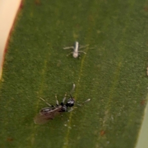 Formicidae (family) at Lismore, NSW - 30 Jul 2024 04:26 PM