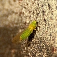 Psyllidae sp. (family) (Unidentified psyllid or lerp insect) at Lismore, NSW - 30 Jul 2024 by Hejor1