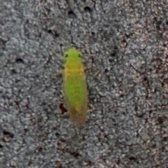 Psyllidae sp. (family) at Lismore, NSW - 30 Jul 2024 04:24 PM