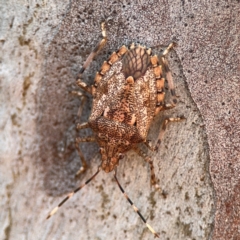 Bromocoris souefi (Mother Shield Bug) at Lismore, NSW - 30 Jul 2024 by Hejor1