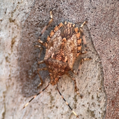 Bromocoris souefi (Mother Shield Bug) at Lismore, NSW - 30 Jul 2024 by Hejor1