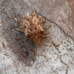 Bromocoris souefi at Lismore, NSW - 30 Jul 2024 04:23 PM