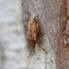 Bromocoris souefi at Lismore, NSW - 30 Jul 2024 04:23 PM