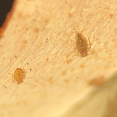 Psocodea 'Psocoptera' sp. (order) at Lismore, NSW - 30 Jul 2024 04:23 PM