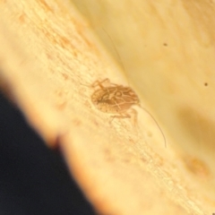 Psocodea 'Psocoptera' sp. (order) at Lismore, NSW - 30 Jul 2024 04:23 PM