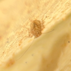 Psocodea 'Psocoptera' sp. (order) at Lismore, NSW - 30 Jul 2024 04:23 PM