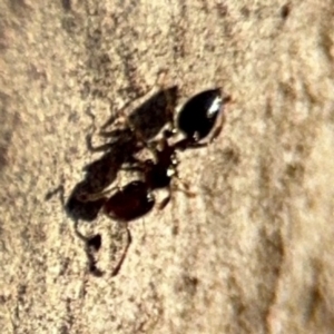 Crematogaster sp. (genus) at Lismore, NSW - 30 Jul 2024 04:23 PM