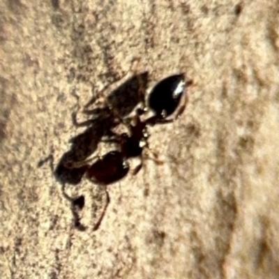 Anonychomyrma sp. (genus) at Lismore, NSW - 30 Jul 2024 by Hejor1