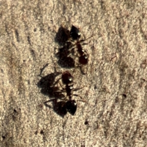 Crematogaster sp. (genus) at Lismore, NSW - 30 Jul 2024 04:23 PM