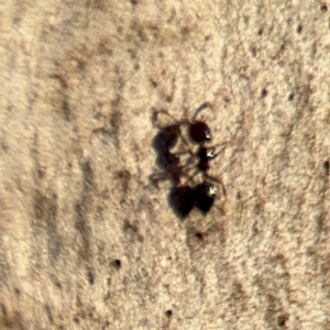 Crematogaster sp. (genus) at Lismore, NSW - 30 Jul 2024 04:23 PM