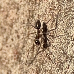 Formicidae (family) (Unidentified ant) at Lismore, NSW - 30 Jul 2024 by Hejor1