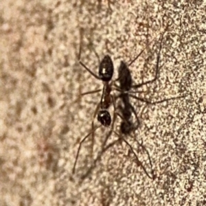 Formicidae (family) at Lismore, NSW - 30 Jul 2024 04:22 PM