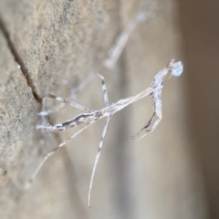 Ciulfina (genus) (A treerunner mantis) at Girards Hill, NSW - 30 Jul 2024 by Hejor1