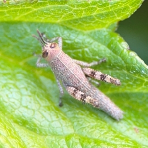 Valanga irregularis at Girards Hill, NSW - 30 Jul 2024 03:40 PM