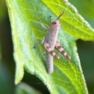 Valanga irregularis at Girards Hill, NSW - 30 Jul 2024 03:40 PM