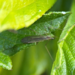 Limoniidae (family) (Unknown Limoniid Crane Fly) at Girards Hill, NSW - 30 Jul 2024 by Hejor1