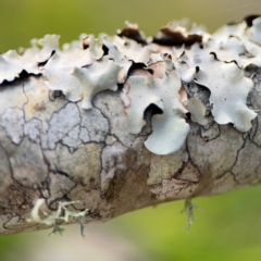 Flavoparmelia sp. at Girards Hill, NSW - 30 Jul 2024 by Hejor1