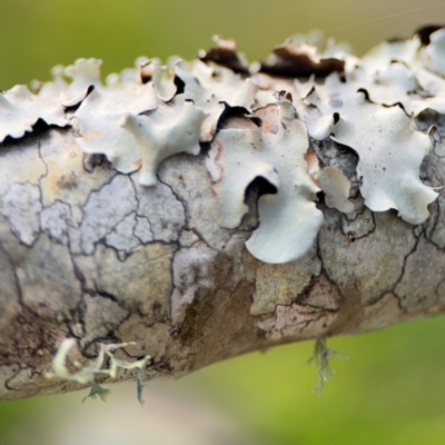 Flavoparmelia sp. at Girards Hill, NSW - 30 Jul 2024 by Hejor1