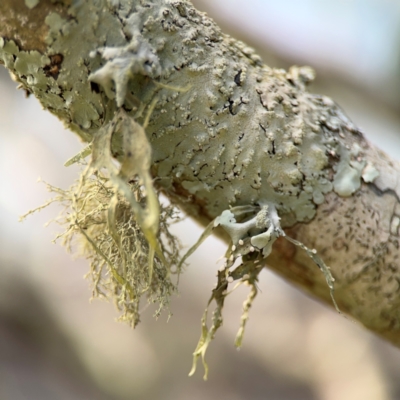 Ramalina sp. at Girards Hill, NSW - 30 Jul 2024 by Hejor1