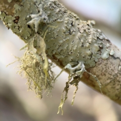 Usnea sp. (genus) at Girards Hill, NSW - 30 Jul 2024 by Hejor1