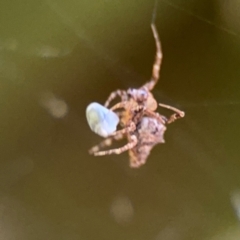 Philoponella congregabilis at Girards Hill, NSW - 30 Jul 2024 03:31 PM