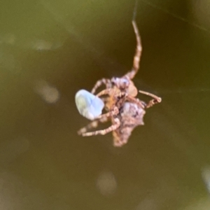 Philoponella congregabilis at Girards Hill, NSW - 30 Jul 2024