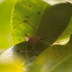 Thwaitesia nigronodosa at Girards Hill, NSW - 30 Jul 2024 03:34 PM