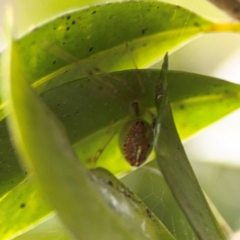 Thwaitesia nigronodosa at Girards Hill, NSW - 30 Jul 2024 03:34 PM