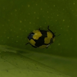 Illeis galbula at Girards Hill, NSW - 30 Jul 2024 03:27 PM