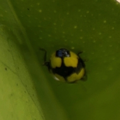 Illeis galbula at Girards Hill, NSW - 30 Jul 2024 03:27 PM