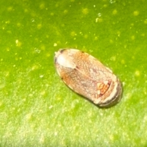 Neovulturnus (genus) at Girards Hill, NSW - 30 Jul 2024 03:26 PM