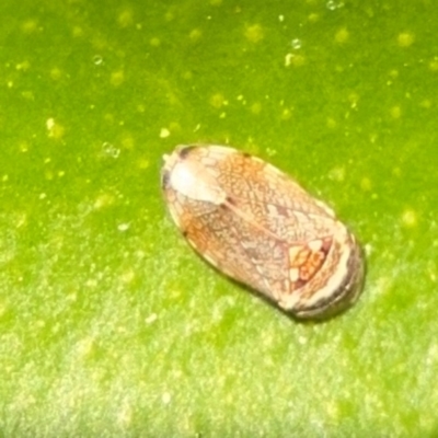 Neovulturnus (genus) (A leafhopper) at Girards Hill, NSW - 30 Jul 2024 by Hejor1