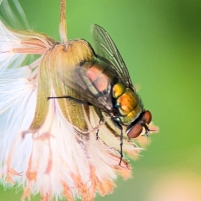 Calliphoridae (family) (Unidentified blowfly) at Girards Hill, NSW - 30 Jul 2024 by Hejor1