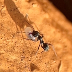 Iridomyrmex sp. (genus) (Ant) at Girards Hill, NSW - 30 Jul 2024 by Hejor1