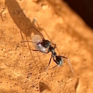 Iridomyrmex sp. (genus) at Girards Hill, NSW - 30 Jul 2024 03:23 PM