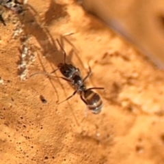 Iridomyrmex sp. (genus) at Girards Hill, NSW - 30 Jul 2024 03:23 PM