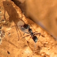 Iridomyrmex sp. (genus) at Girards Hill, NSW - 30 Jul 2024 03:23 PM