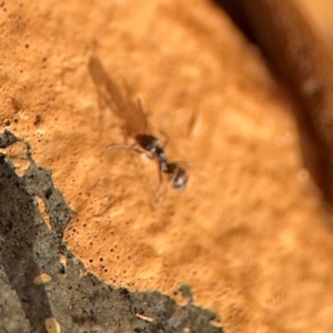 Iridomyrmex sp. (genus) at Girards Hill, NSW - 30 Jul 2024 03:23 PM