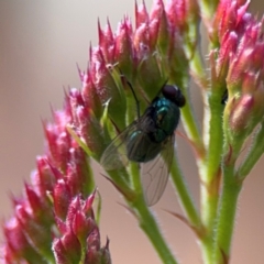 Muscidae (family) at Girards Hill, NSW - 30 Jul 2024 by Hejor1